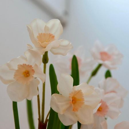 アレシフェCasita Mirasolアパートメント エクステリア 写真